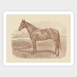 Horse Breed Vintage Illustration Magnet